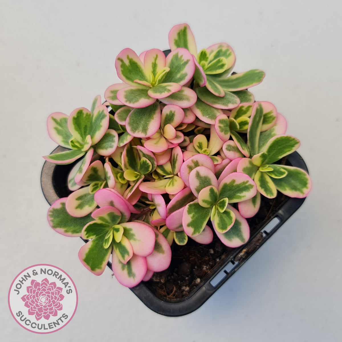 Portulaca oleracea variegata
