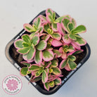 Portulaca oleracea variegata