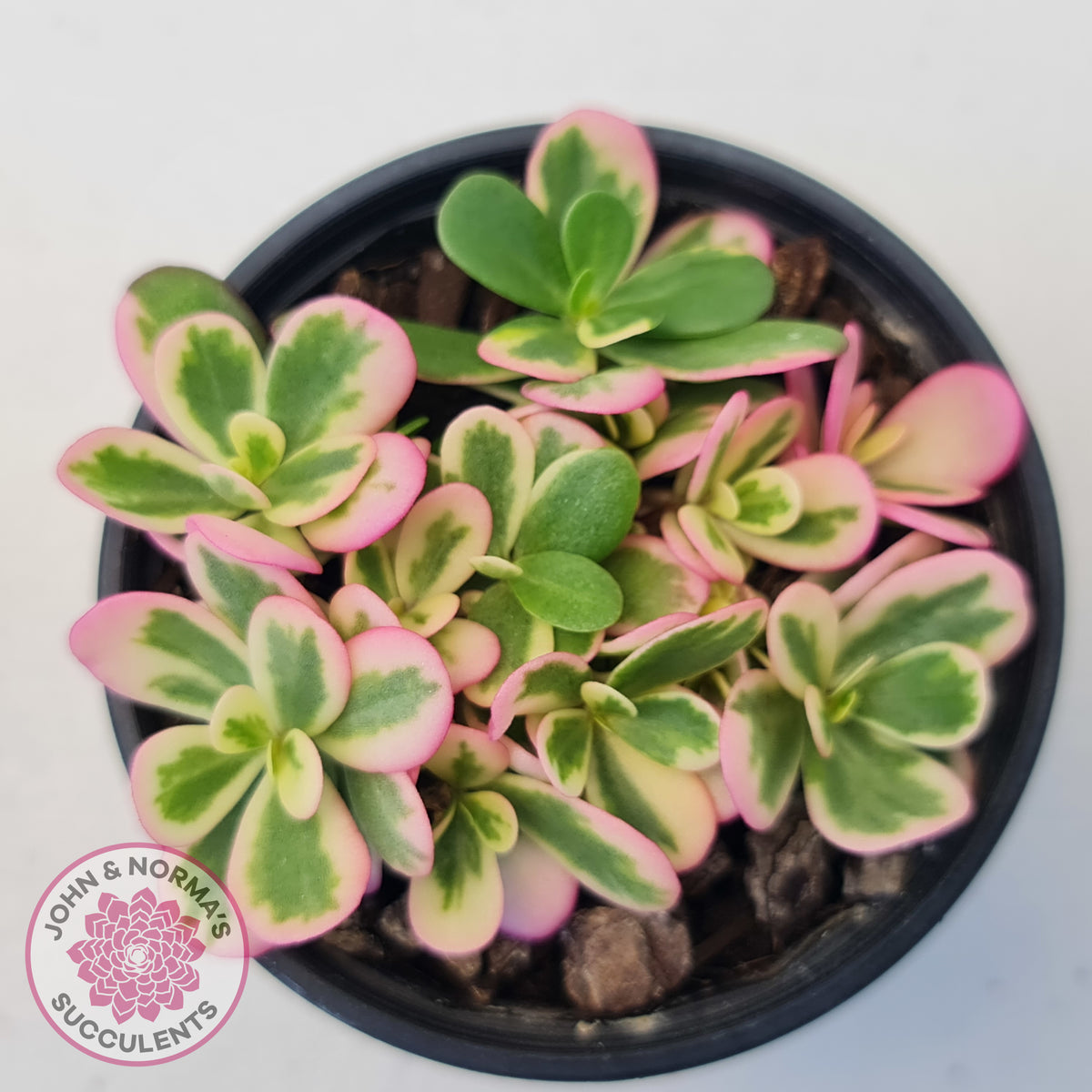 Portulaca oleracea variegata