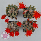 Echinopsis chamaecereus