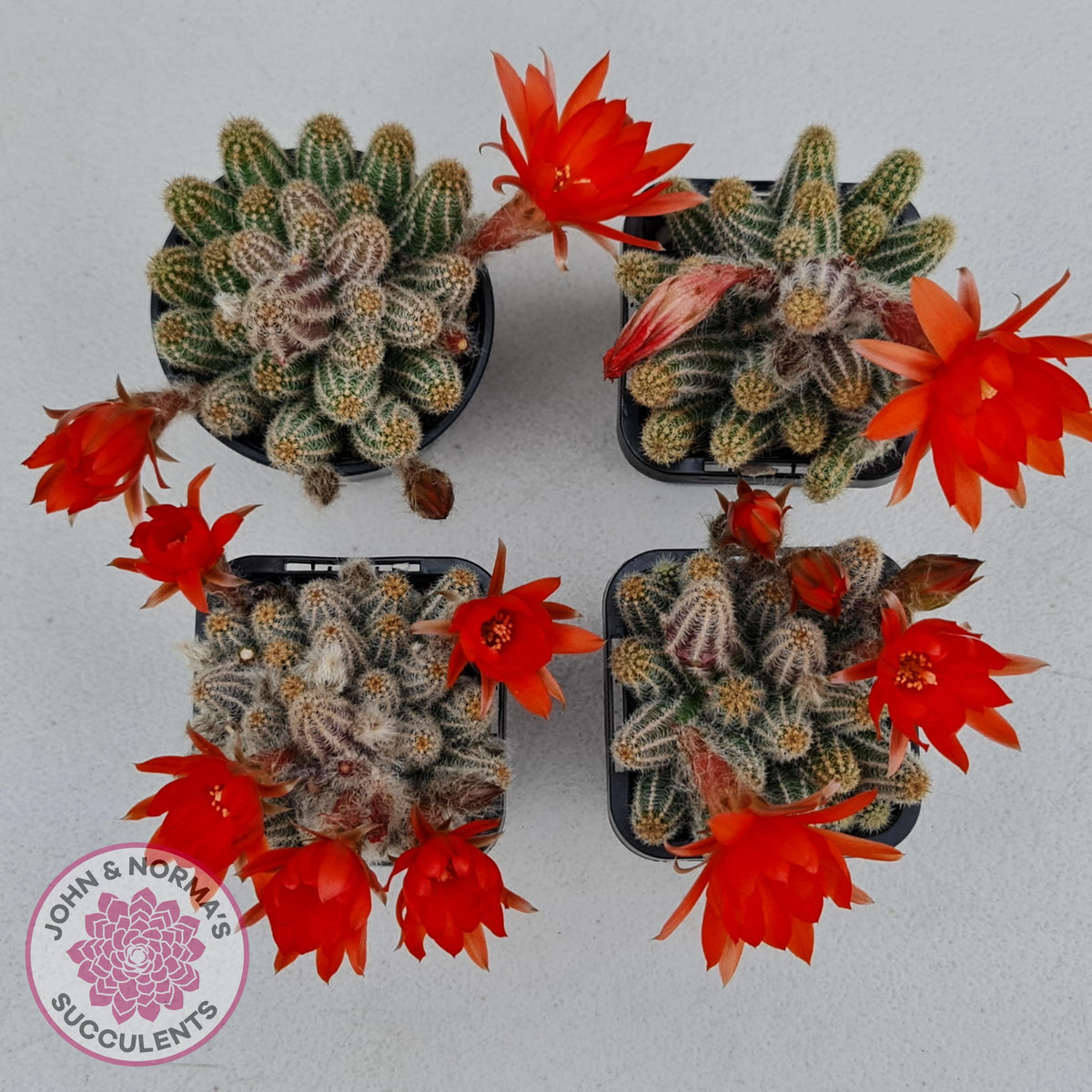 Echinopsis chamaecereus