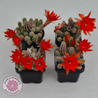 Echinopsis chamaecereus