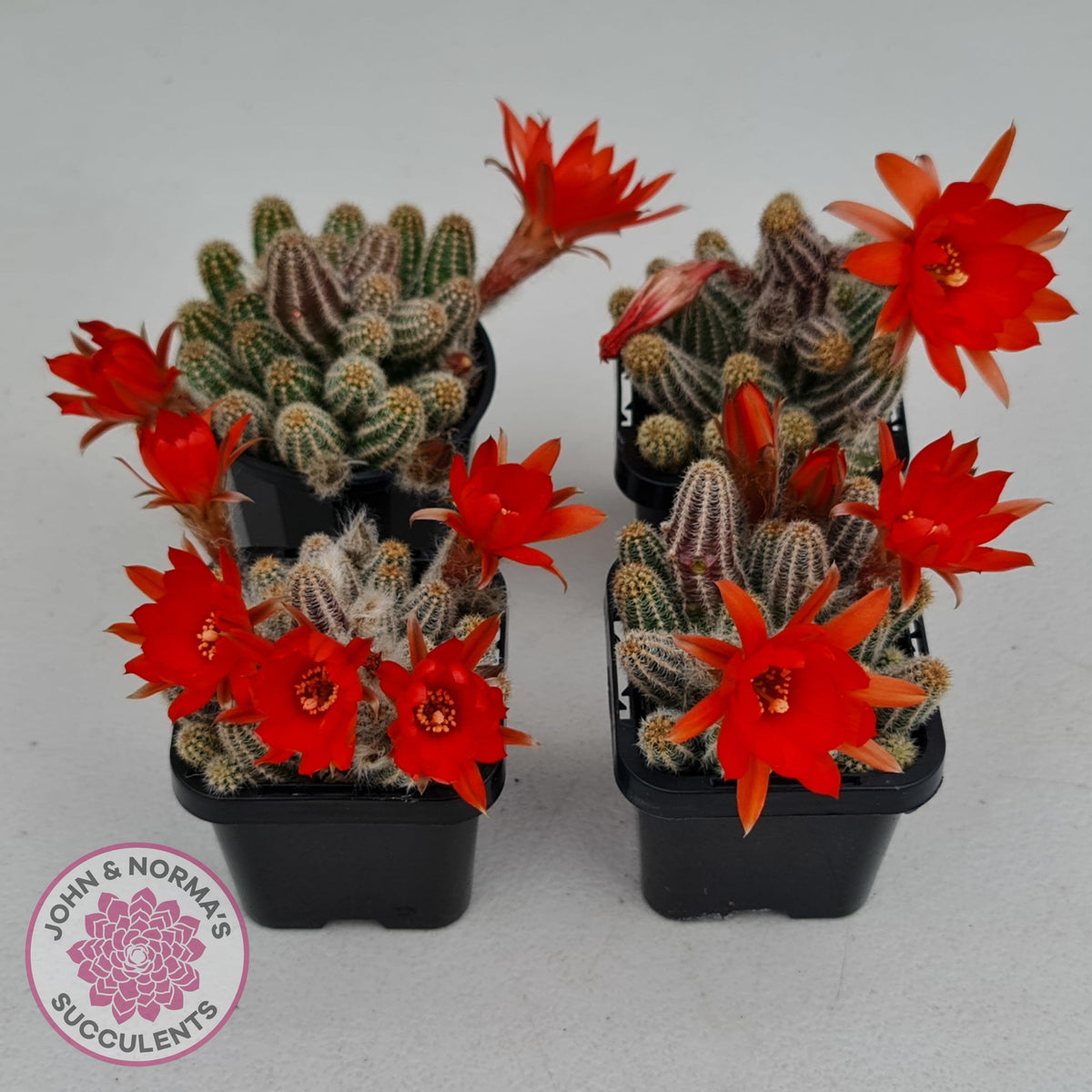 Echinopsis chamaecereus