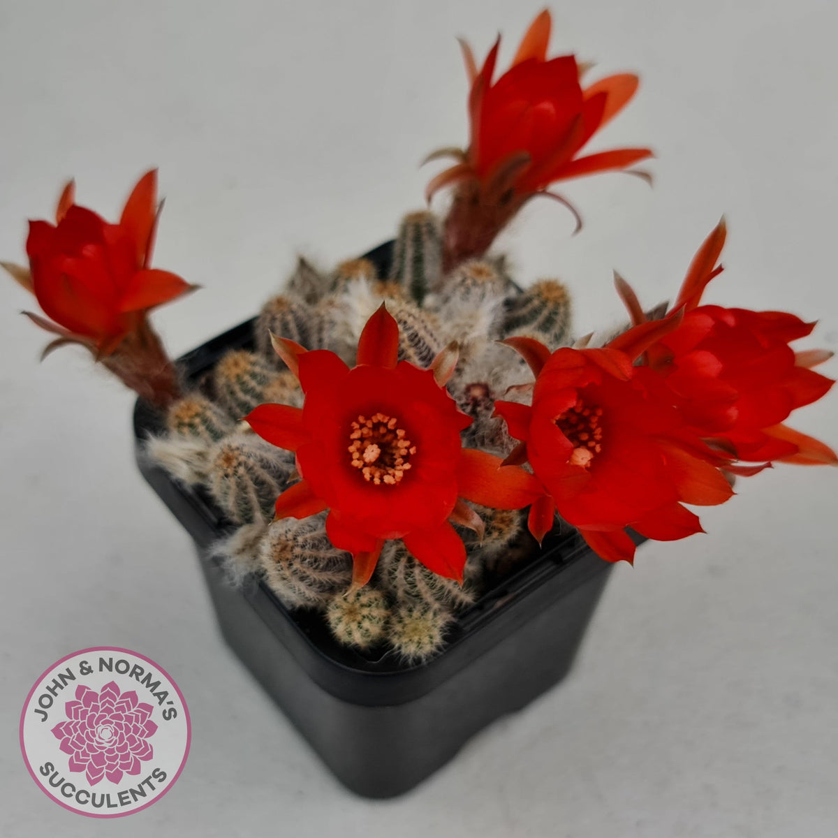 Echinopsis chamaecereus