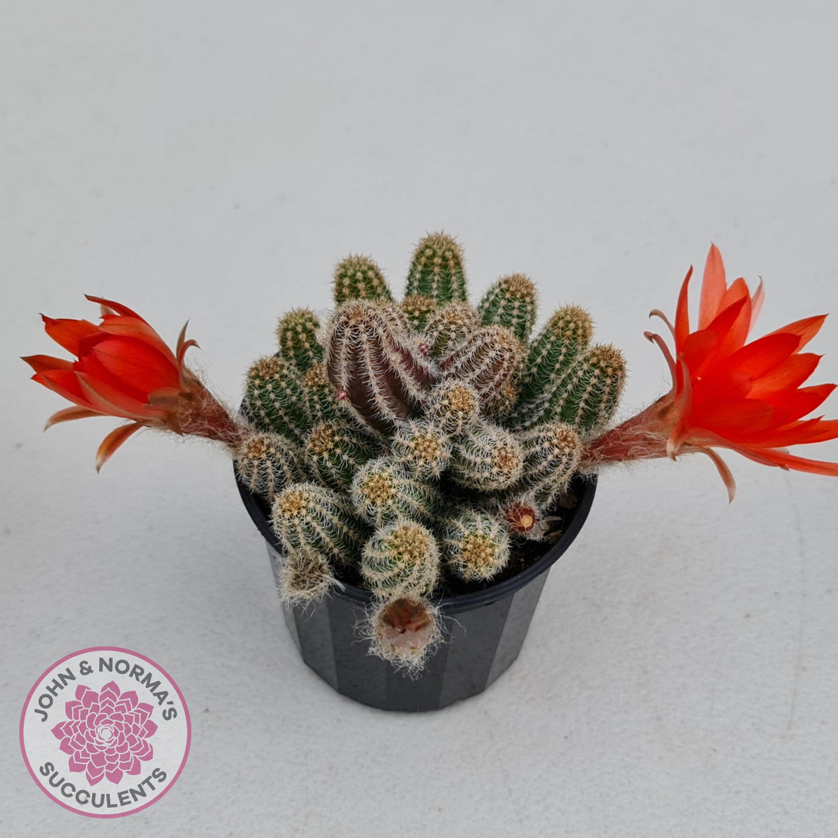 Echinopsis chamaecereus