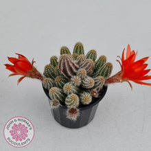 Load image into Gallery viewer, Echinopsis chamaecereus - John &amp; Norma&#39;s Succulents
