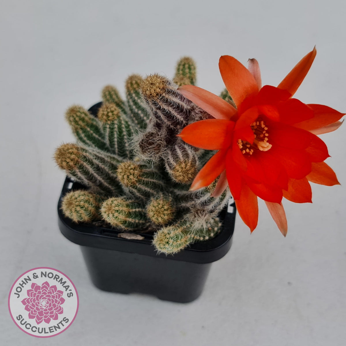 Echinopsis chamaecereus