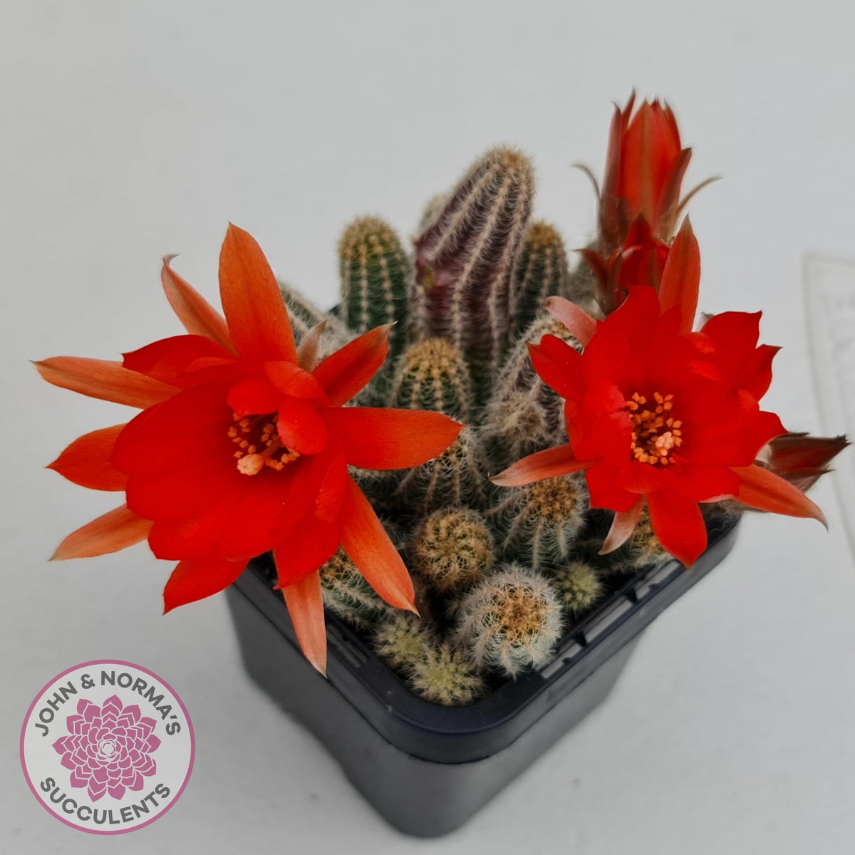 Echinopsis chamaecereus