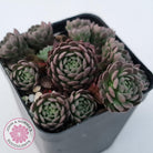 Rosularia Platyphylla