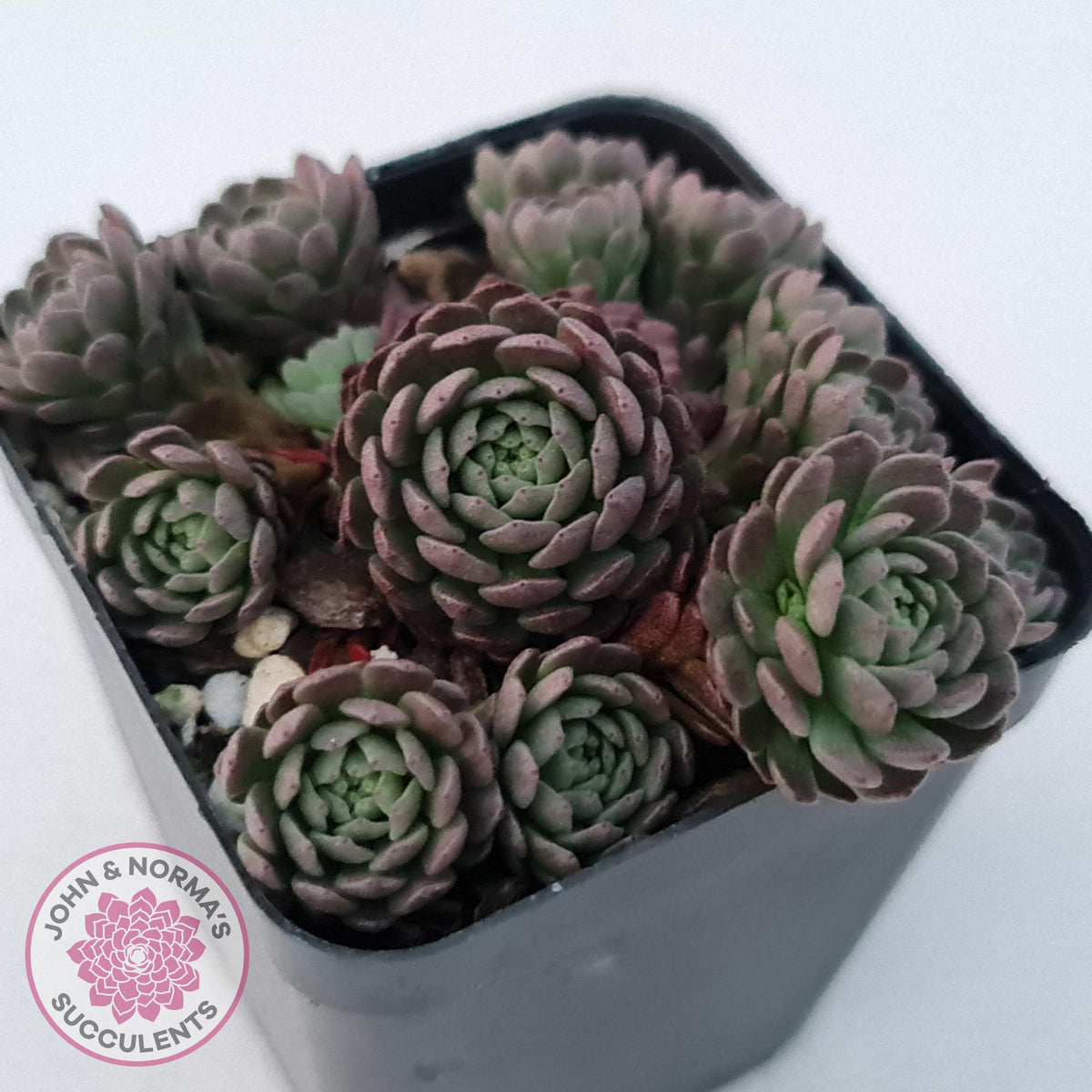 Rosularia Platyphylla