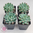 Sedeveria 'Blue Elf'