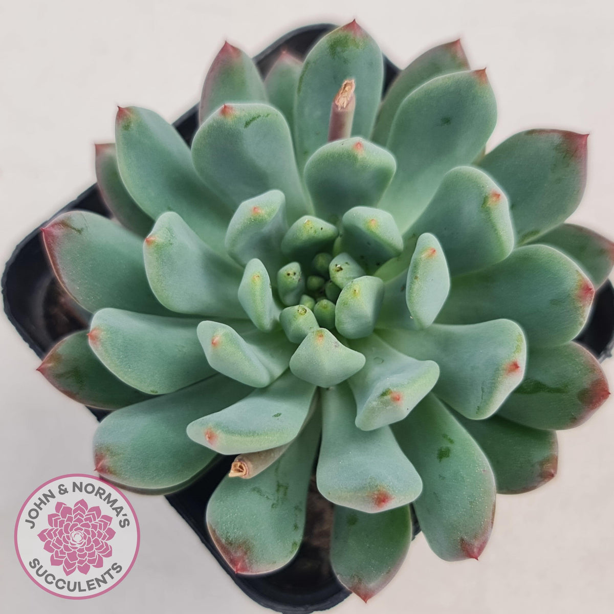 Sedeveria 'Blue Elf'