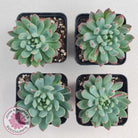 Sedeveria 'Blue Elf'