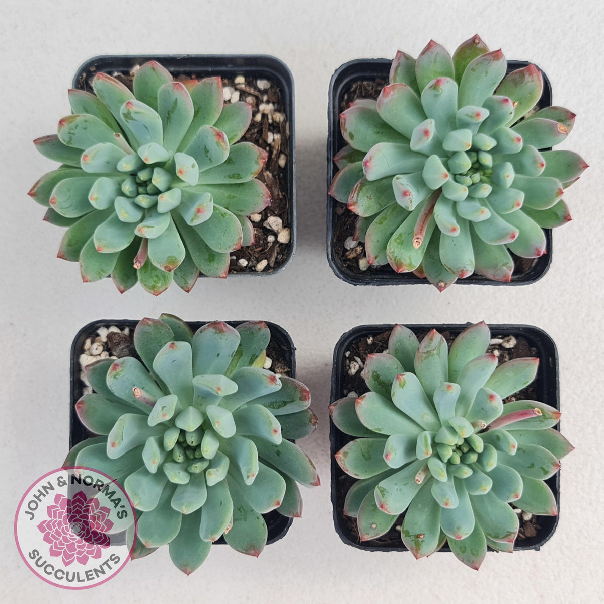 Sedeveria 'Blue Elf'