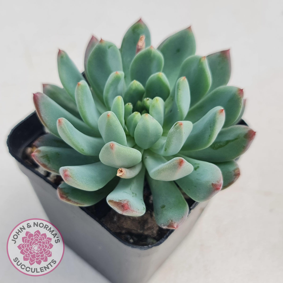 Sedeveria 'Blue Elf'