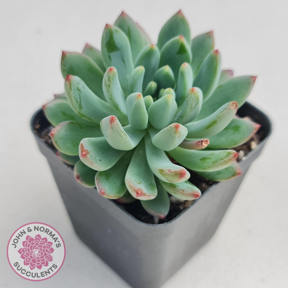 Sedeveria 'Blue Elf'