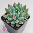 Sedeveria 'Blue Elf'