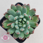 Sedeveria 'Blue Elf'