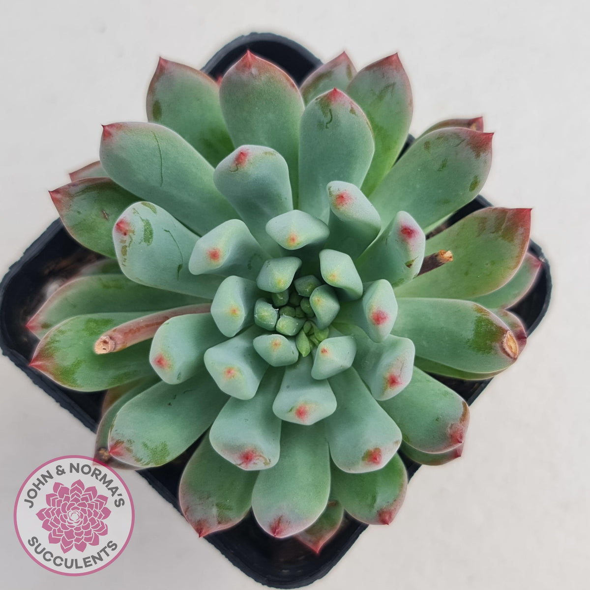 Sedeveria 'Blue Elf'
