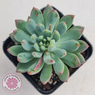 Sedeveria 'Blue Elf'