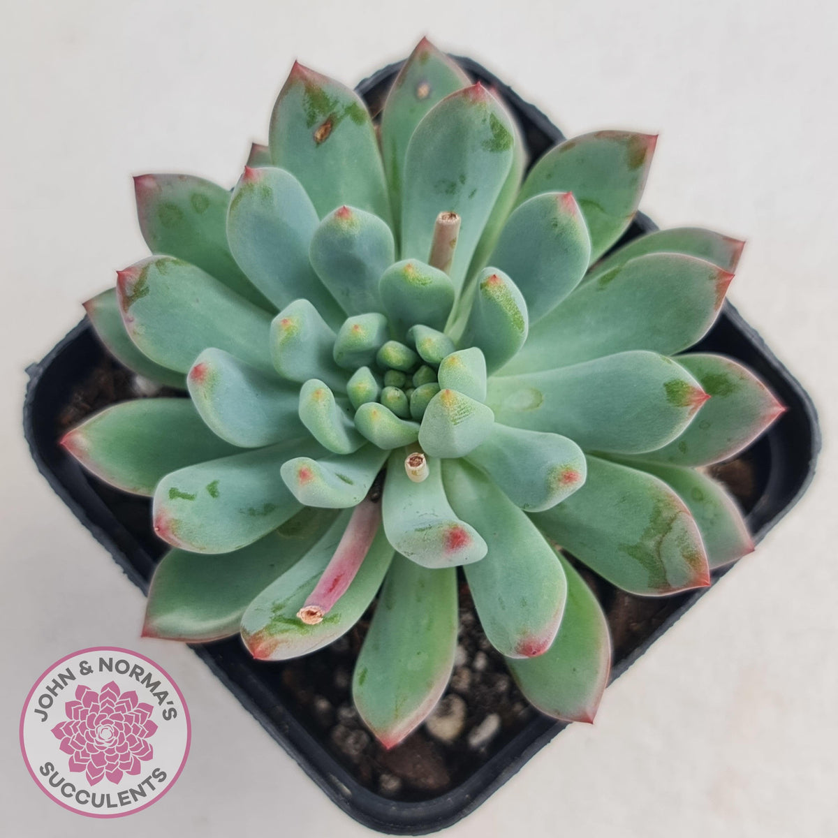 Sedeveria 'Blue Elf'