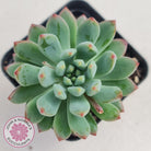 Sedeveria 'Blue Elf'
