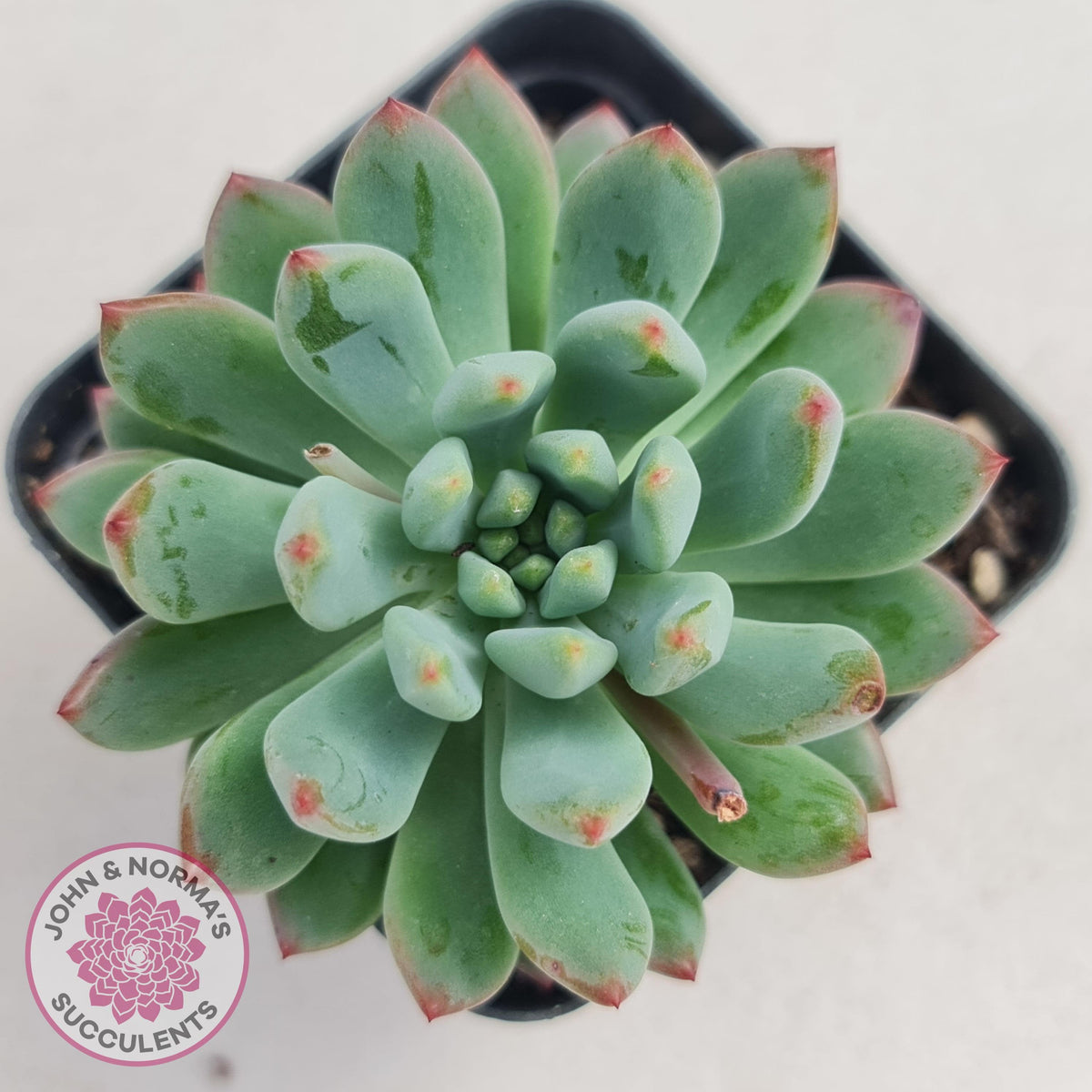 Sedeveria 'Blue Elf'