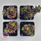 Sedeveria 'Jet Beads'