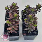 Sedeveria 'Jet Beads'
