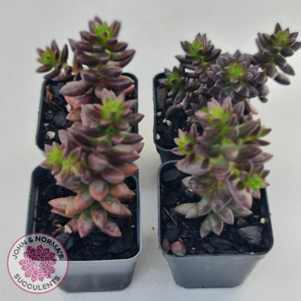 Sedeveria 'Jet Beads'