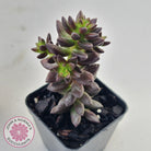 Sedeveria 'Jet Beads'