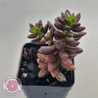 Sedeveria 'Jet Beads'