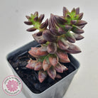 Sedeveria 'Jet Beads'