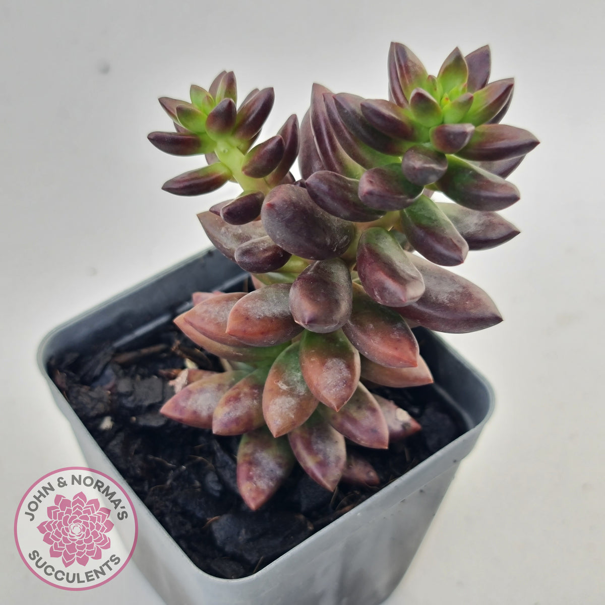 Sedeveria 'Jet Beads'