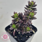 Sedeveria 'Jet Beads'