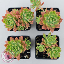Load image into Gallery viewer, Sedeveria Maialen - John &amp; Norma&#39;s Succulents Australia
