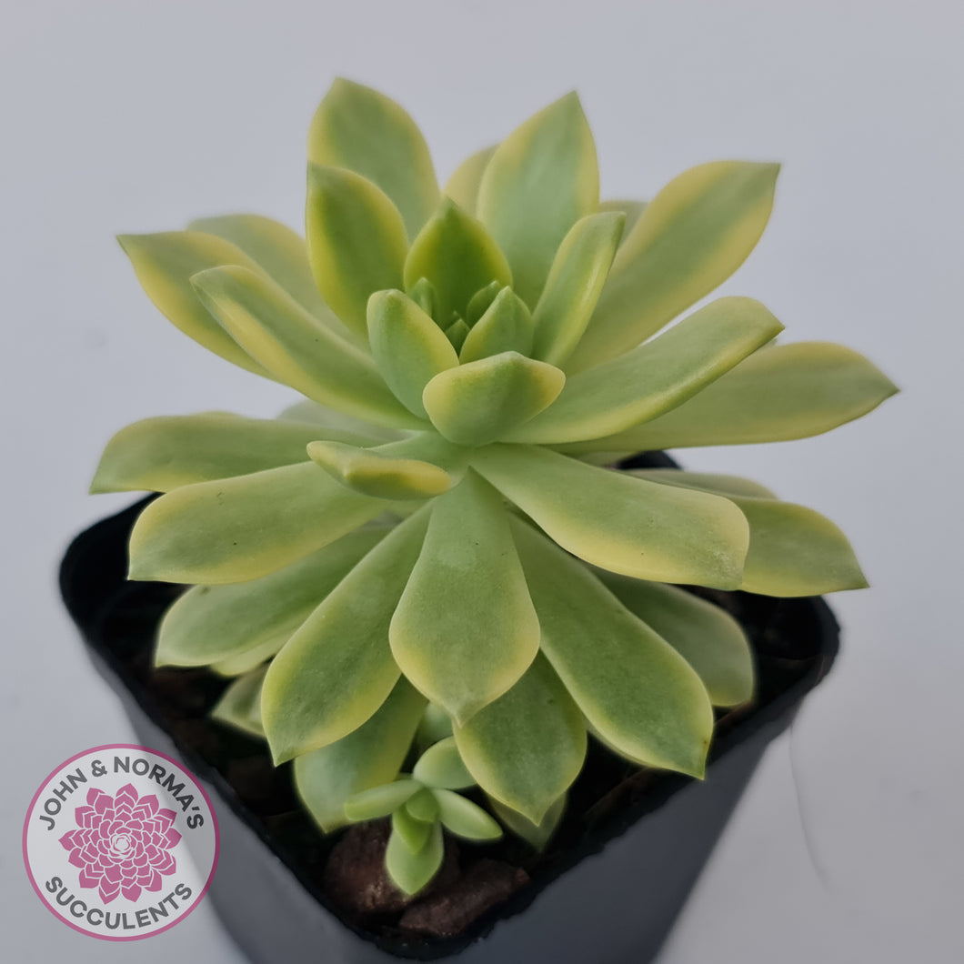 Sedeveria Markus Gold Variegation