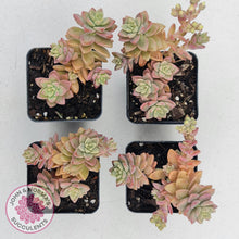 Load image into Gallery viewer, Sedeveria Pink Granite - John &amp; Norma&#39;s Succulents
