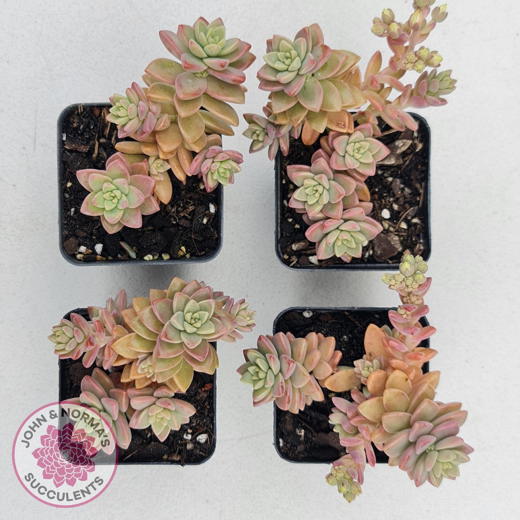 pink granite succulent Buy Sedeveria 'Pink Granite' Australia