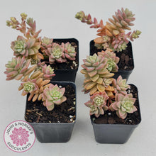 Load image into Gallery viewer, Sedeveria Pink Granite - John &amp; Norma&#39;s Succulents
