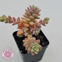 Load image into Gallery viewer, Sedeveria Pink Granite - John &amp; Norma&#39;s Succulents
