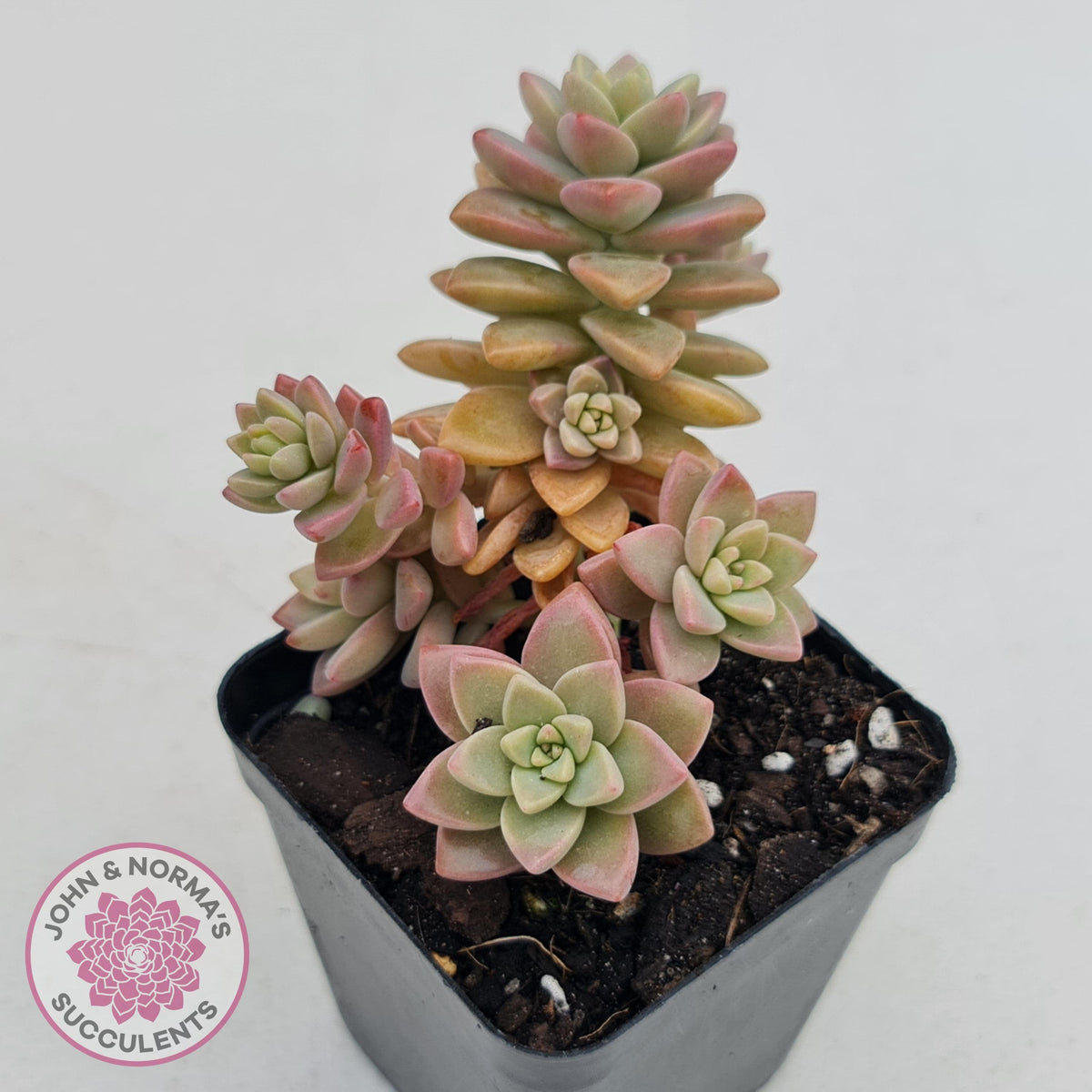Sedeveria Pink Granite