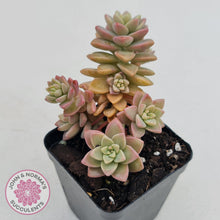 Load image into Gallery viewer, Sedeveria Pink Granite - John &amp; Norma&#39;s Succulents
