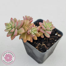 Load image into Gallery viewer, Sedeveria Pink Granite - John &amp; Norma&#39;s Succulents
