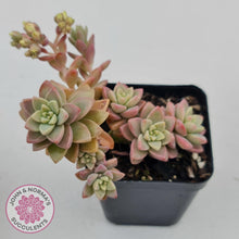 Load image into Gallery viewer, Sedeveria Pink Granite - John &amp; Norma&#39;s Succulents
