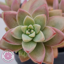 Load image into Gallery viewer, Sedeveria Pink Granite - John &amp; Norma&#39;s Succulents
