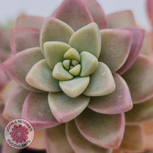 Load image into Gallery viewer, Sedeveria Pink Granite - John &amp; Norma&#39;s Succulents
