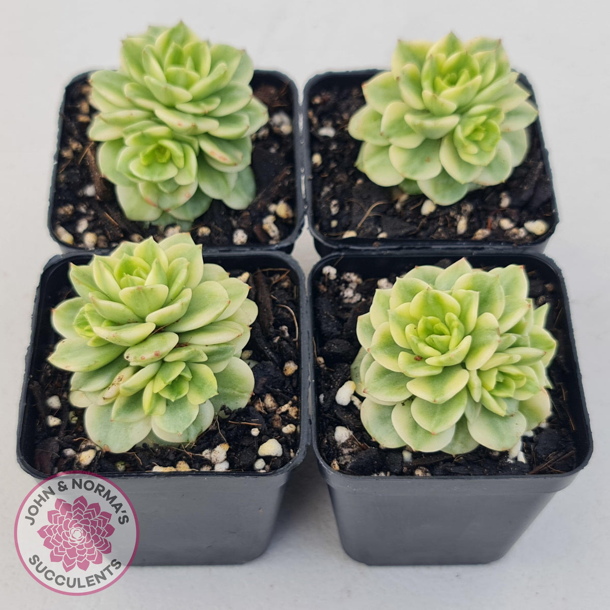 Sedeveria Rolly Variegated - Clumps