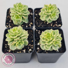 Load image into Gallery viewer, Sedeveria Rolly Variegated - John &amp; Norma&#39;s Succulents
