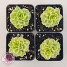 Sedeveria Rolly Variegated - Clumps